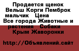 Продается щенок Вельш Корги Пемброк мальчик › Цена ­ 65 000 - Все города Животные и растения » Собаки   . Крым,Жаворонки